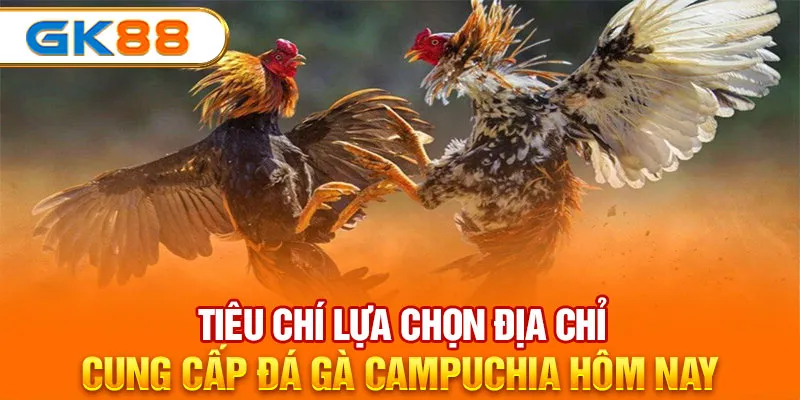 Tiêu chí lựa chọn địa chỉ cung cấp Đá Gà Campuchia GK88 